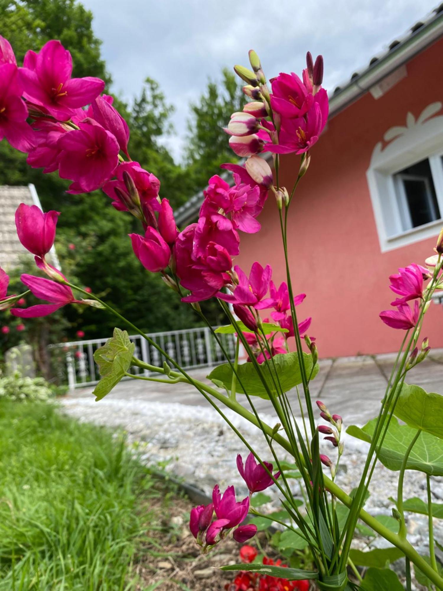 Апартаменти Pension Hadanig Techelsberg Екстер'єр фото